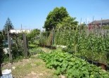 Vegetable Gardens All Landscape Supplies